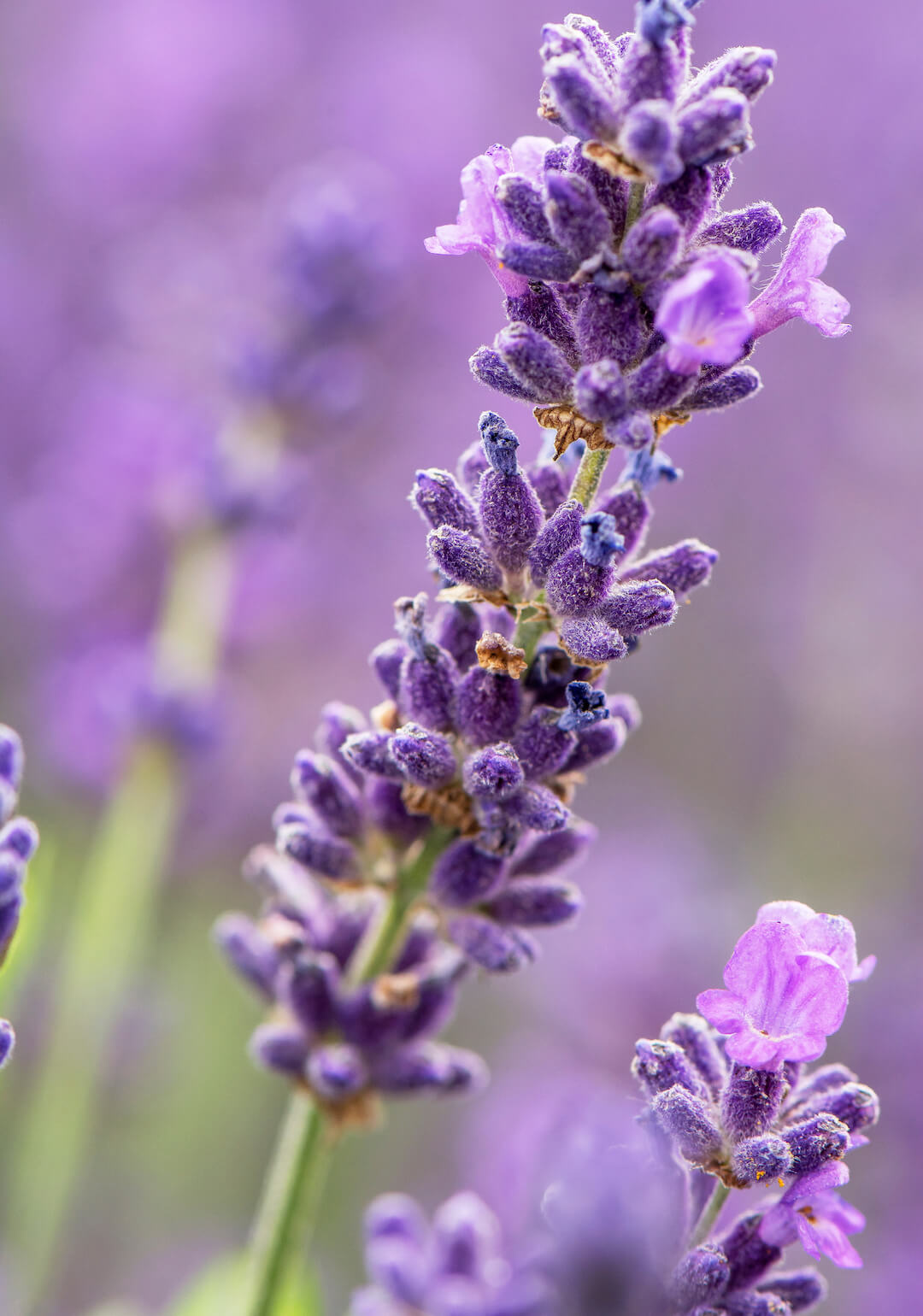 close-up of lavender
